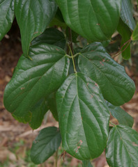 Mucuna novoguineensis