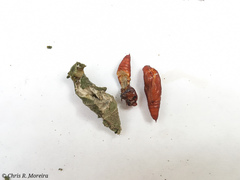 Rhectocraspeda periusalis
