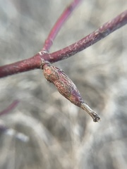 Neolasioptera cornicola