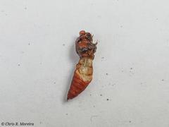 Rhectocraspeda periusalis