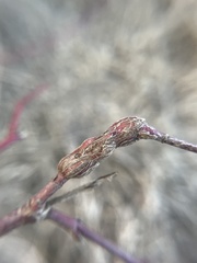 Neolasioptera cornicola