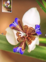 Trimezia gracilis image