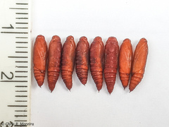 Rhectocraspeda periusalis