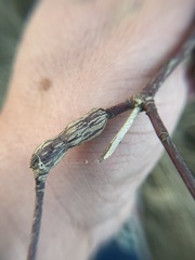 Neolasioptera cornicola