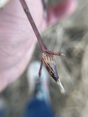 Neolasioptera cornicola