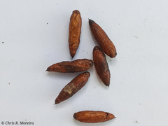 Rhectocraspeda periusalis