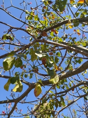 Pseudobombax ellipticum