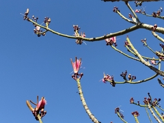 Pseudobombax ellipticum