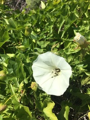 Calystegia macrostegia amplissima