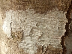 Phlyctis boliviensis