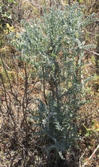 Astragalus nevinii