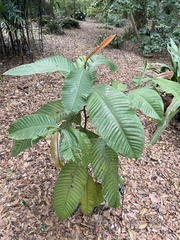 Triplaris caracasana