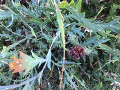 Acacia glaucoptera
