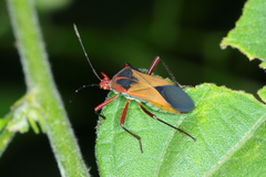 Hypselonotus bitrianguliger