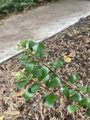 Ficus lingua