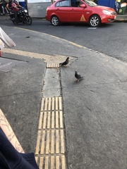 Columba livia domestica