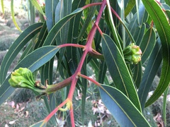 Eucalyptus erythrocorys