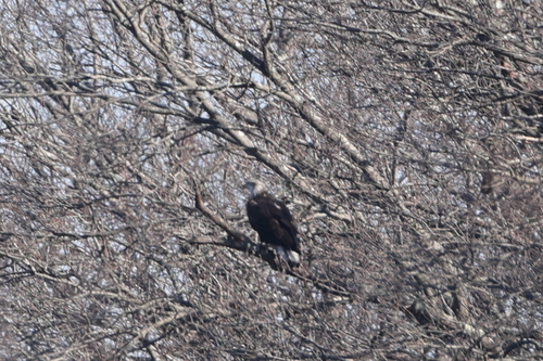 Bald Eagle photographed in Connecticut