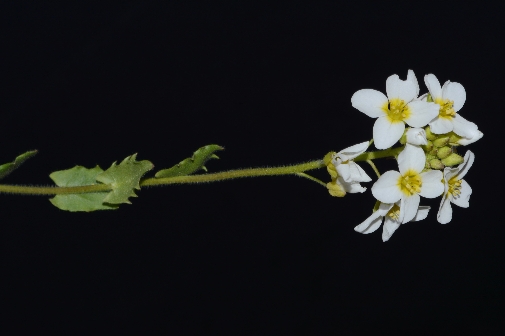 Paysonia perforata