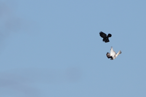 Common Raven photographed in Connecticut