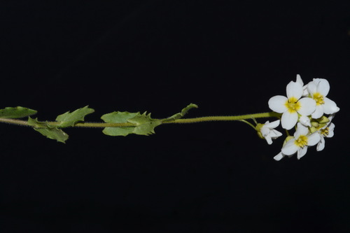 Image of Paysonia perforata by (c) Brian Finzel, some rights reserved (CC BY-SA)