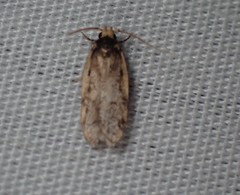 Hoplostega ochroma