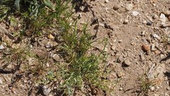 Pectocarya anisocarpa