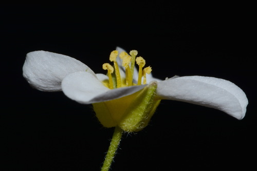 Image of Paysonia perforata by (c) Brian Finzel, some rights reserved (CC BY-SA)