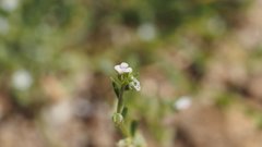 Pectocarya anisocarpa