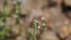 Pectocarya anisocarpa