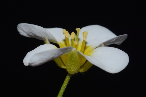Image of Paysonia perforata by (c) Brian Finzel, some rights reserved (CC BY-SA)