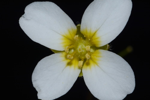 Image of Paysonia perforata by (c) Brian Finzel, some rights reserved (CC BY-SA)