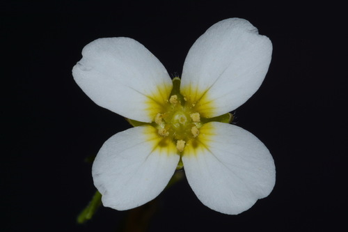 Image of Paysonia perforata by (c) Brian Finzel, some rights reserved (CC BY-SA)