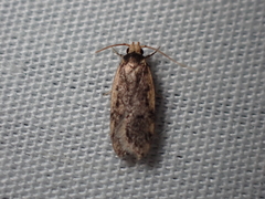 Hoplostega ochroma
