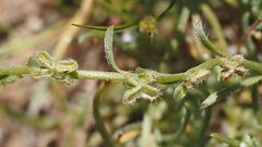 Pectocarya anisocarpa