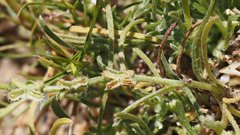 Pectocarya anisocarpa