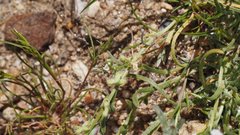 Pectocarya anisocarpa