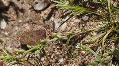 Pectocarya anisocarpa