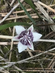 Calochortus elegans