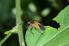 Hypselonotus bitrianguliger