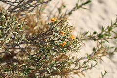 Chuquiraga avellanedae