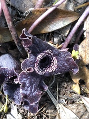 Asarum macranthum