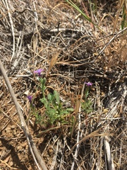 Gilia nevinii