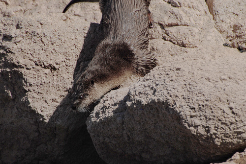 North American River Otter photographed in Arizona