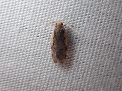 Hoplostega ochroma