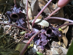 Asarum macranthum