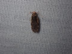 Hoplostega ochroma