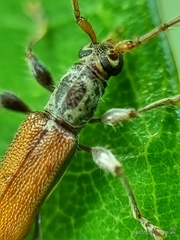 Ceresium zeylanicum