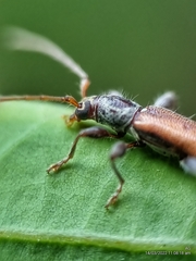 Ceresium zeylanicum