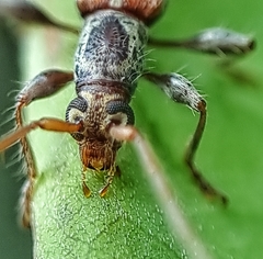 Ceresium zeylanicum